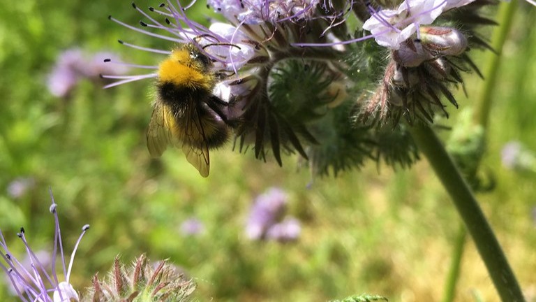 Bee seeking nectar from a pale purple Phacelia tanacetifolia flower head