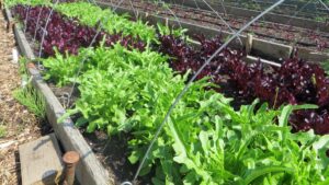 Leafy salad crop growing outdoors in raised bed