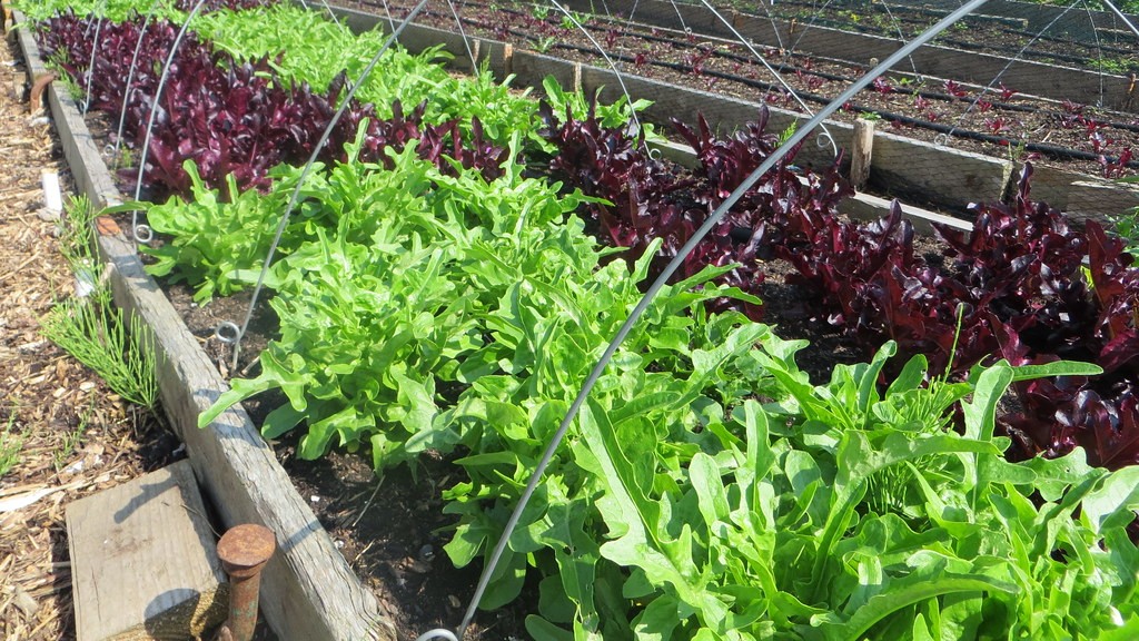 Leafy salad crop growing outdoors in raised bed