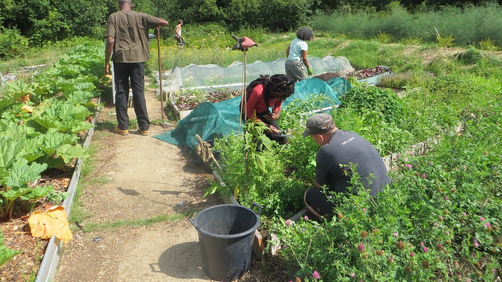 A group of four people removing weeds from between leafy green crops in raised beds