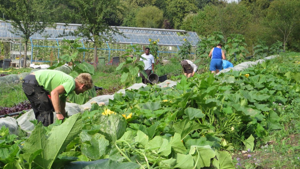 Five growers and volunteers tending crops in the entrance field at Hawkwood Nursery