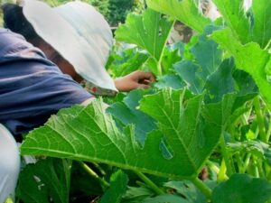 Person weeding by hand among healthy plants