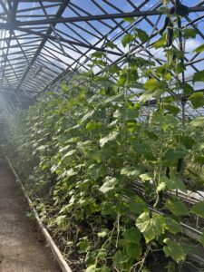 Walkways stretching between long raised beds that are planted with tall vines suspended from the roof in the glasshouse