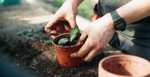 Close-up of hands potting on a healthy young plant into a 9inch brown pot.