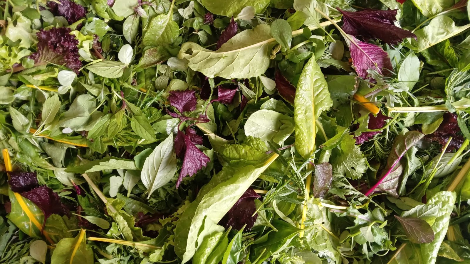 A collection of mixed salad leaves ready for bagging up, including lettuce, pea shoots, sorrel and endive