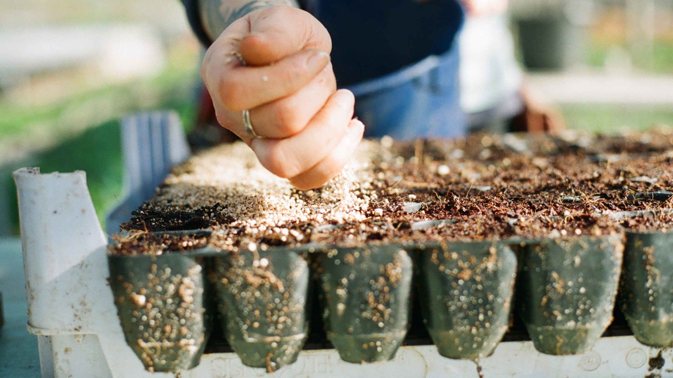 Close up of hands filling rows of seed sowing modules with seed compost.