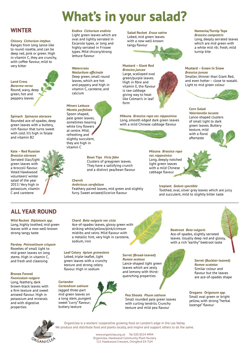 Poster describing 28 different salad leaf varieties and their availability during the year.