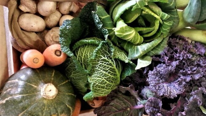 Veg box with potatoes, carrots, pumpkin, savoy cabbage, green cabbage and purple sprouting broccoli.