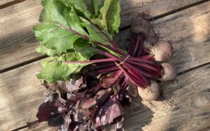 Two bunches of beetroot with their leaves, one deep red, one green, on a wooden table.