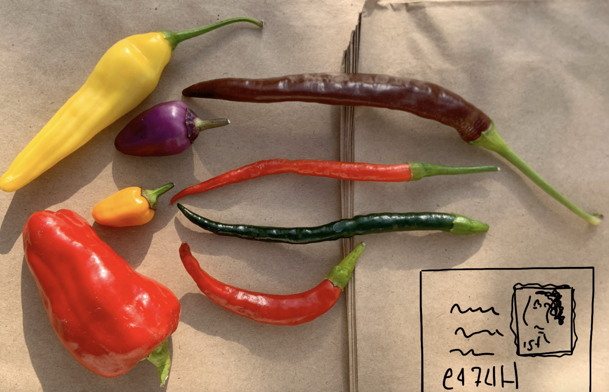 A range of chillis with a drawn envelope at the bottom right with the postcode for Organiclea.