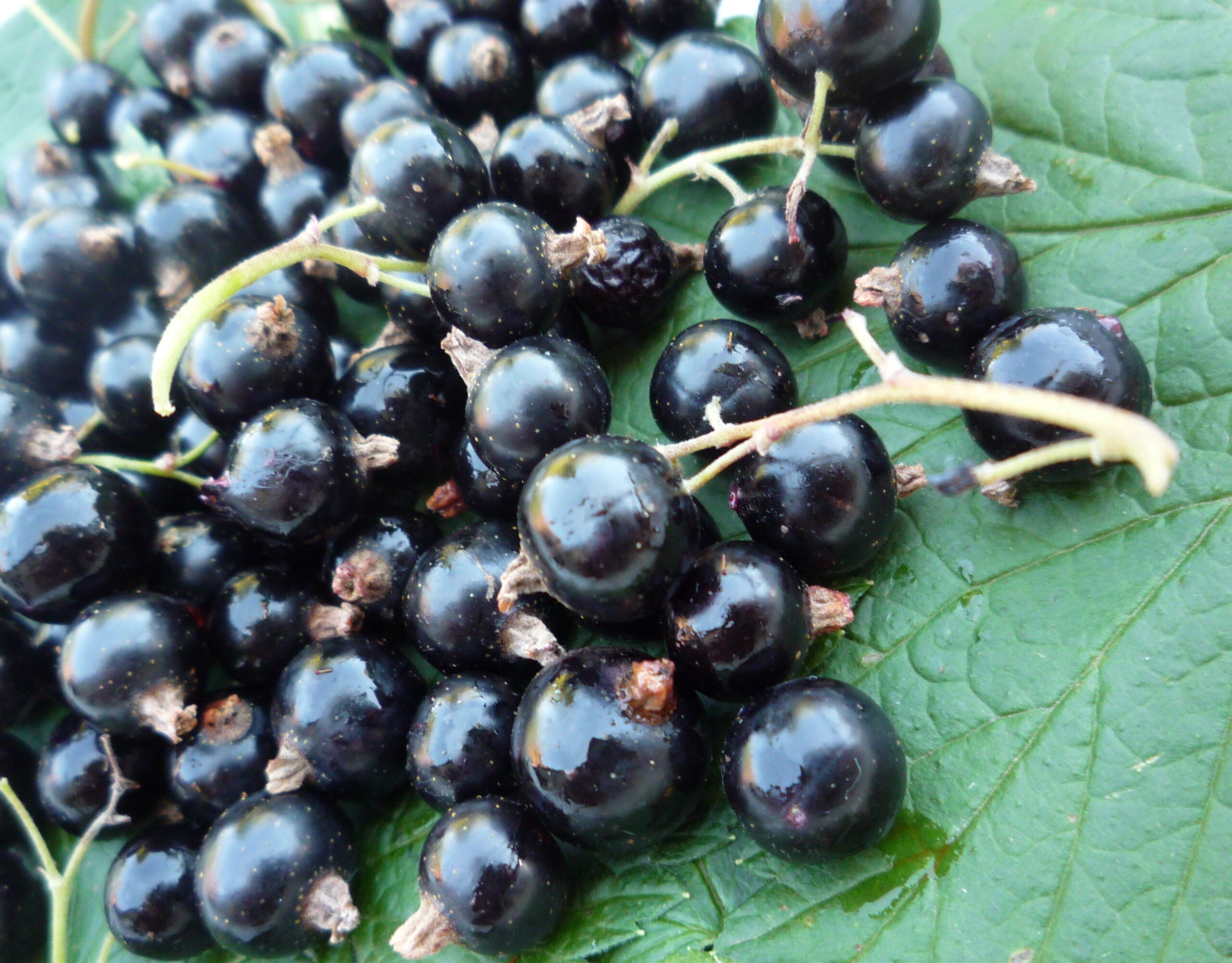 Growing Black Currant