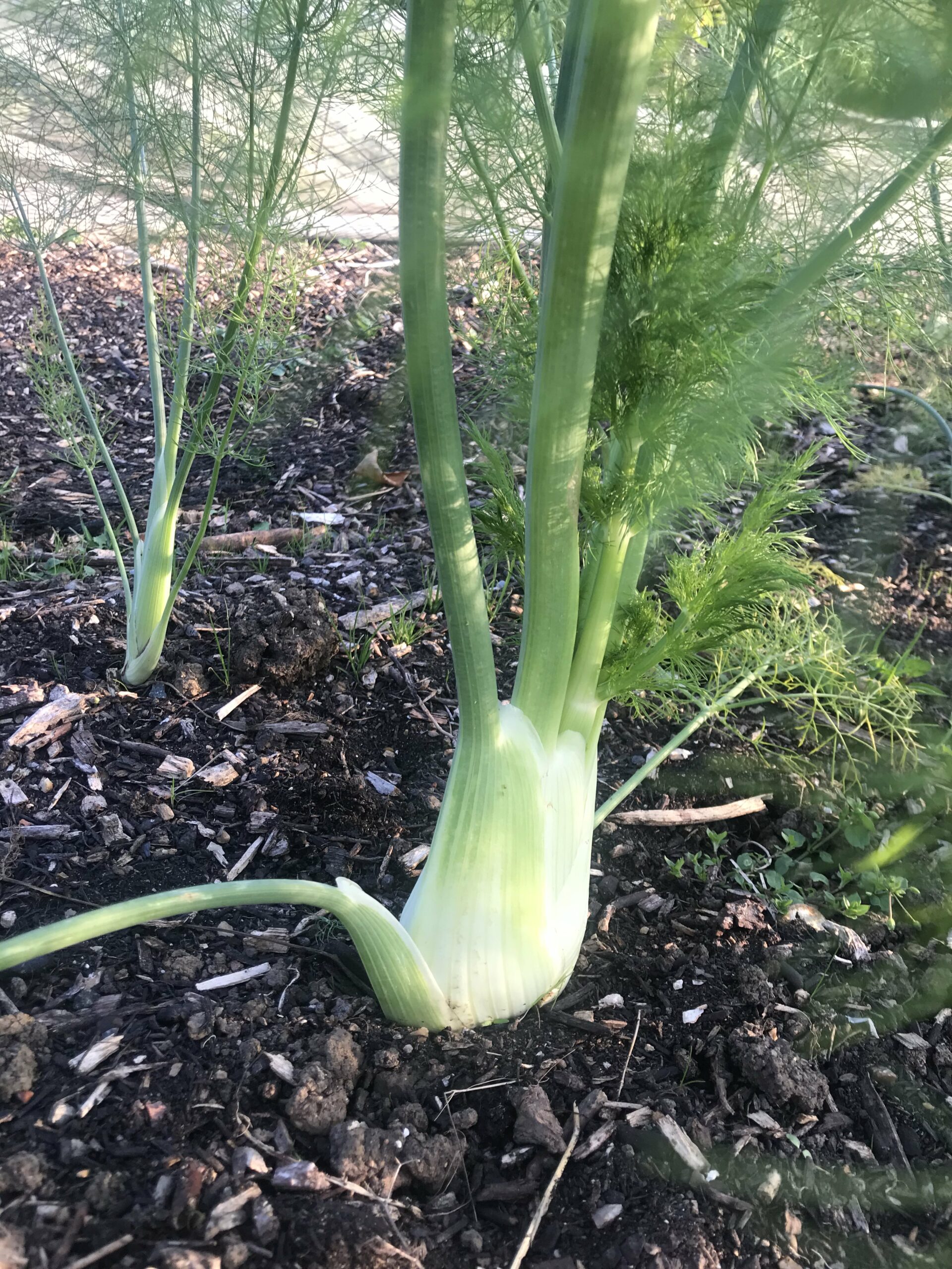 Kitchen Gardener, Haringey - OrganicLea - A workers' cooperative ...