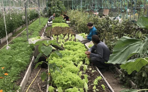 Home - OrganicLea - A workers' cooperative growing food on London's ...